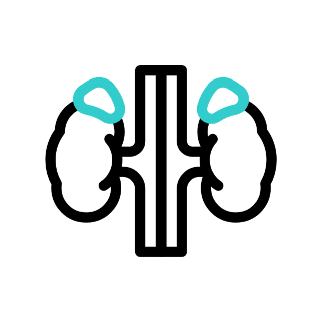 Nephrology Icon